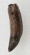 Rooted Crocodilian Tooth - Hell Creek Formation #38282-1